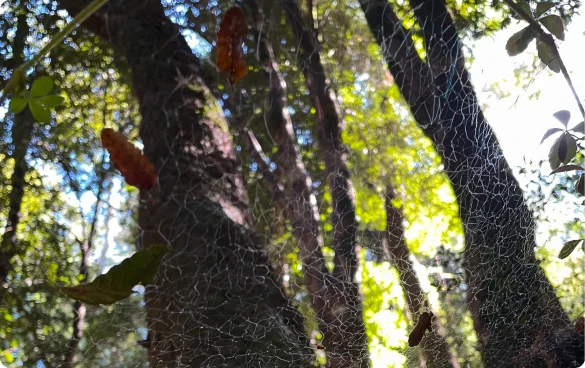 Telaraña iluminada entre arboles, hojas secas sobre la telaraña entre troncos de bosque templado.