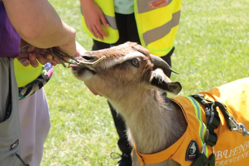 Oveja del Equipo bobino