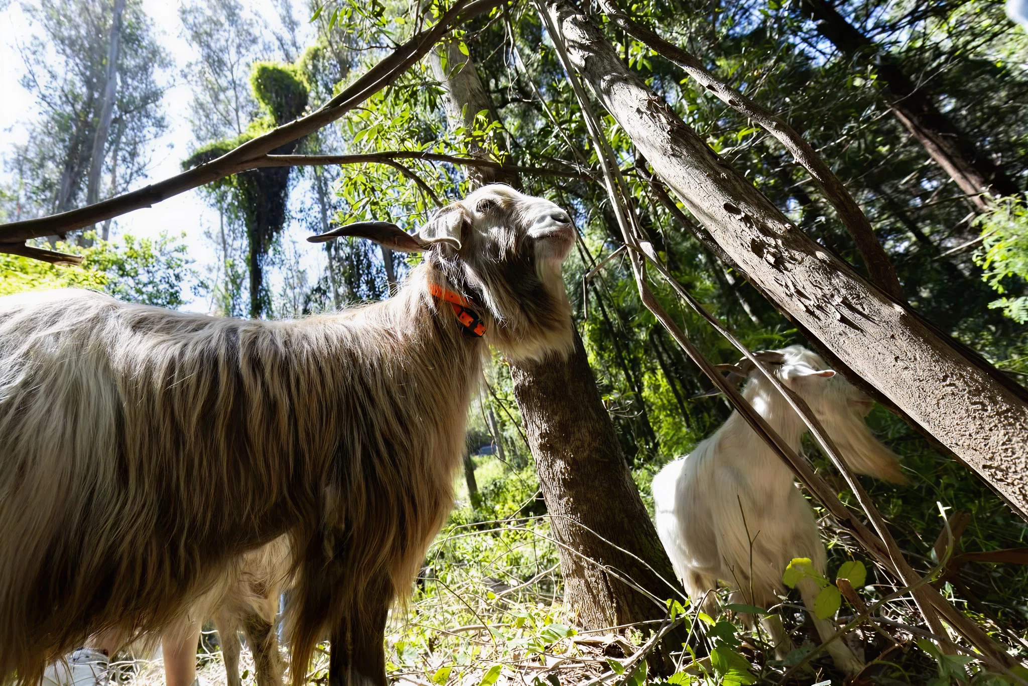 Oveja parte del equipo bovino 
