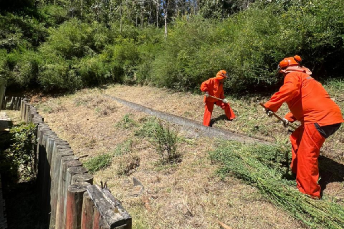 Inicia la temporada de prevención: Programa de Protección contra Incendios Forestales articula trabajo con instituciones y comunidad